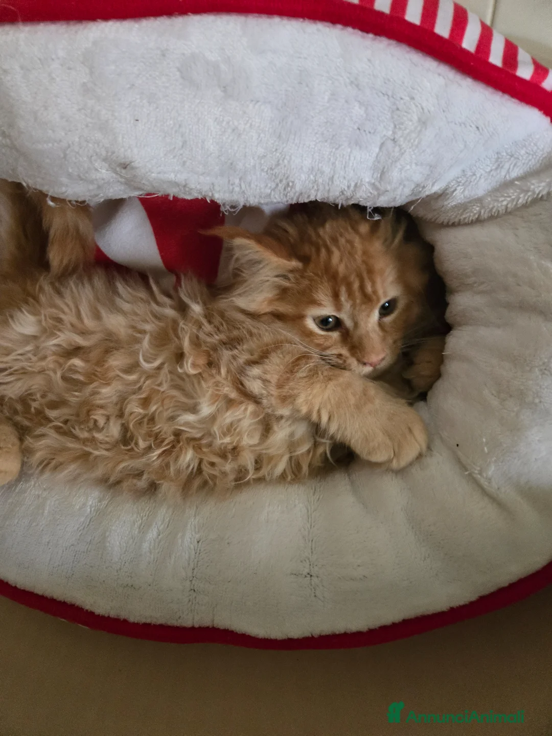 Immagine della galleria {{count}}