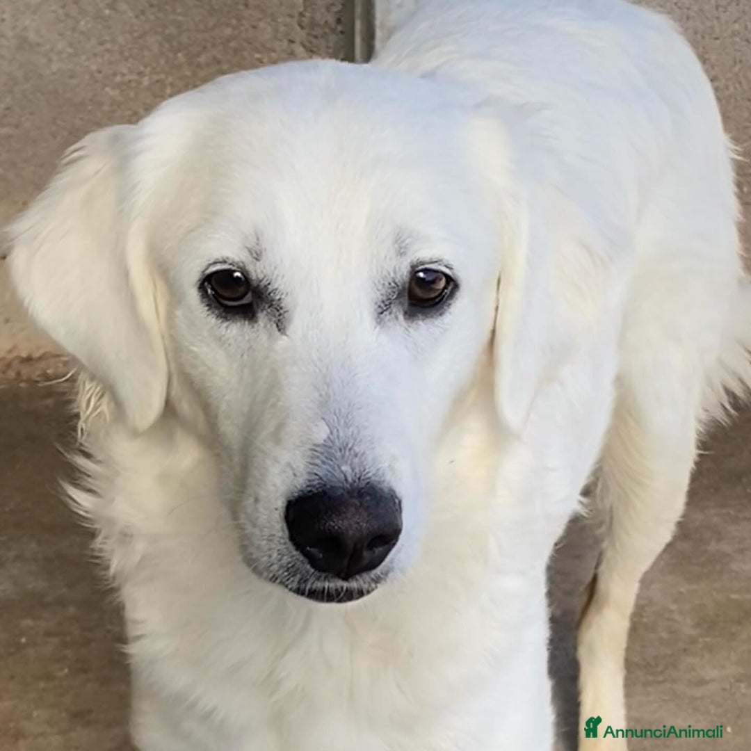 Meticcio cani in regalo: SUAMY cagnolina 10 mesi in adozione - Annuncio 7