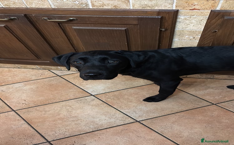 Labrador cani a Provincia di Cuneo - Annuncio 11