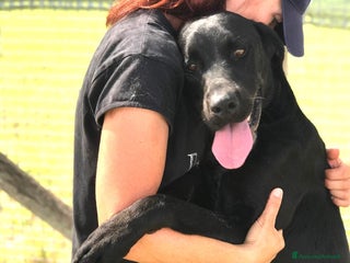 Bullmastiff cani Block, total black a Provincia di Latina - Annuncio 2