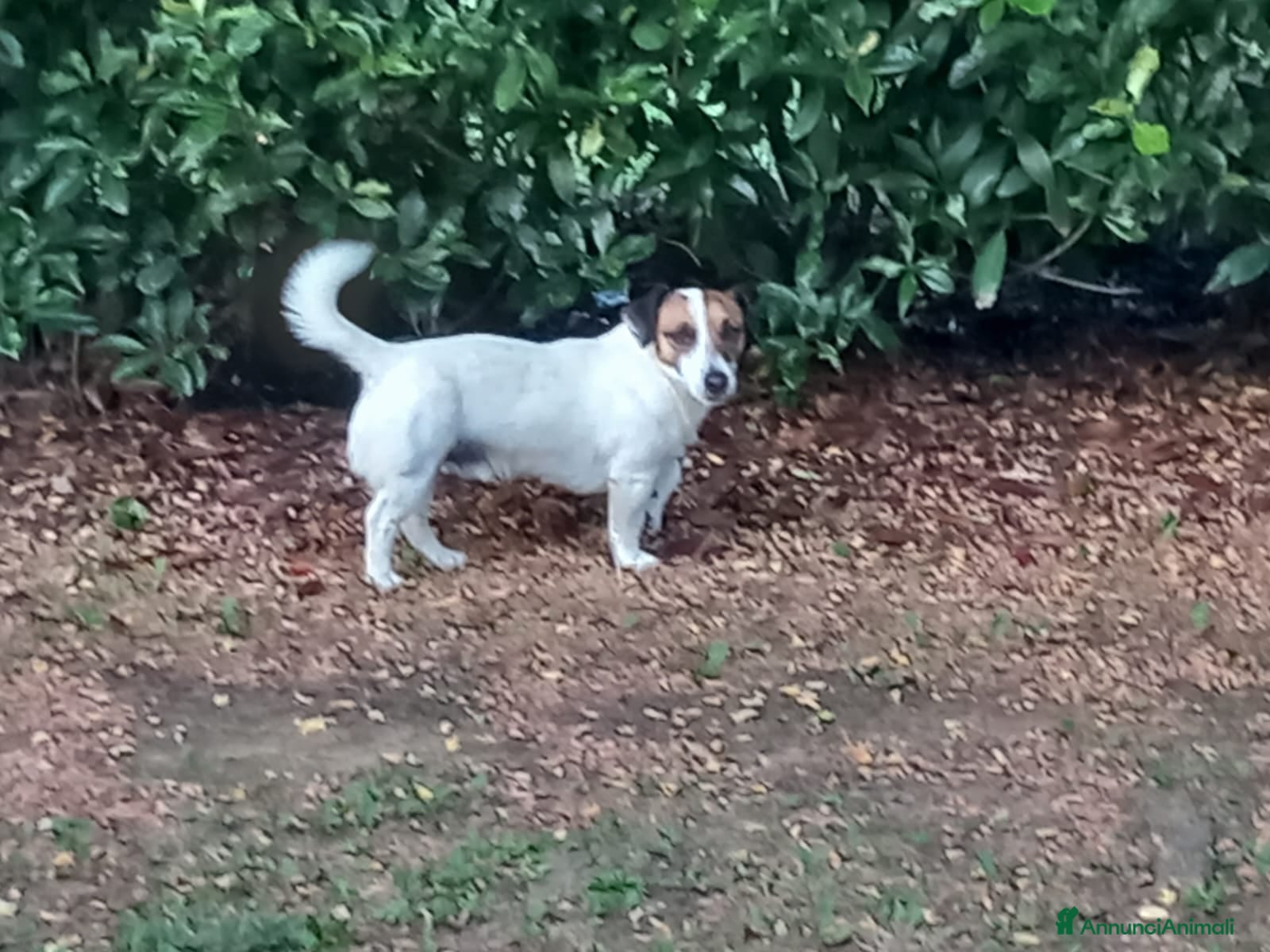 Jack Russell cani Junior cerca fidanzata - Annuncio 2