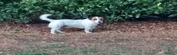 Jack Russell cani per accoppiamento: Junior cerca fidanzata - Annuncio 1