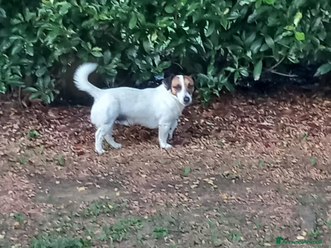 Jack Russell cani per accoppiamento: Junior cerca fidanzata - Annuncio 1