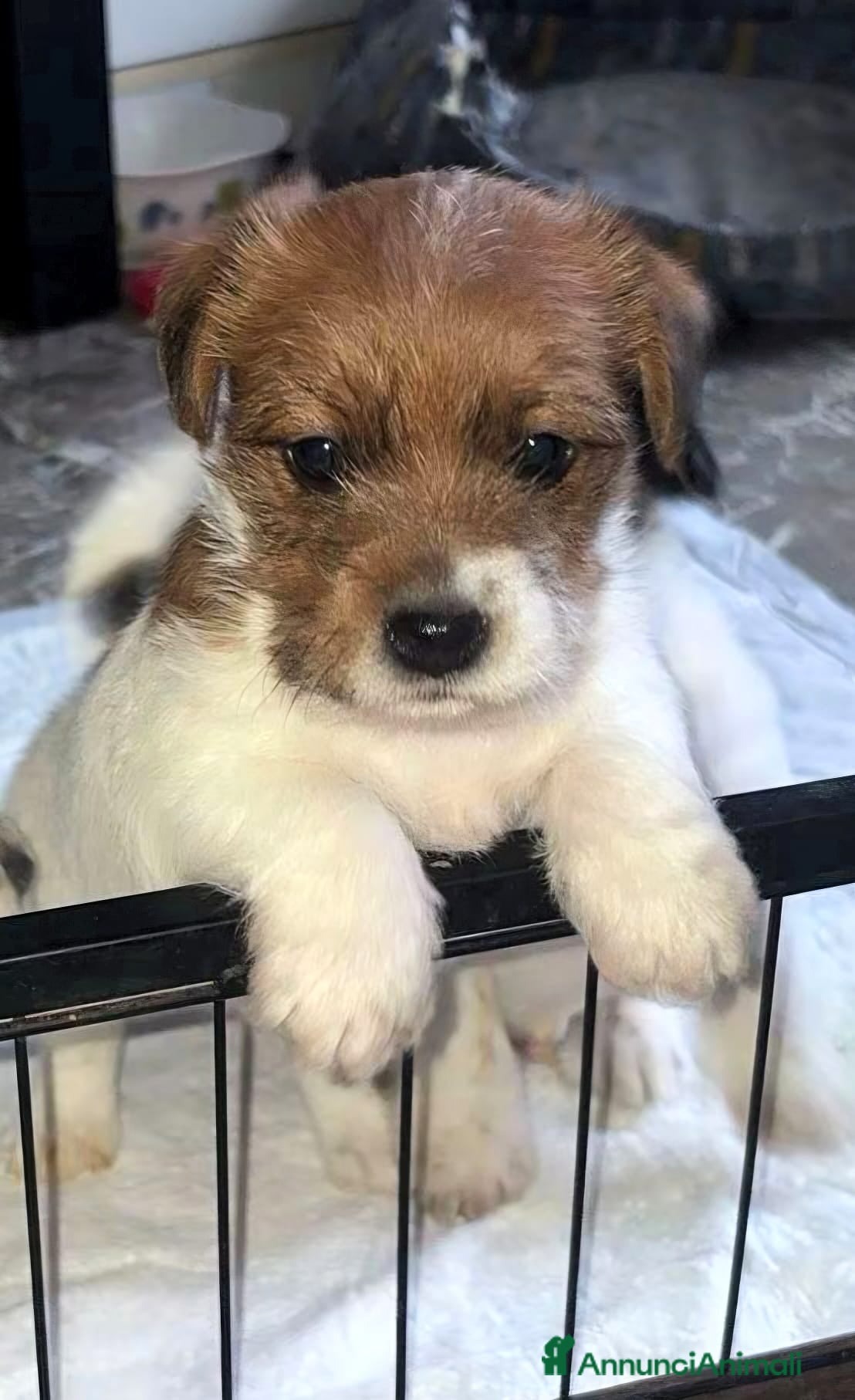 Jack Russell cani Cuccioli Jack Russell broken e ruvidi con pedigree - Annuncio 4