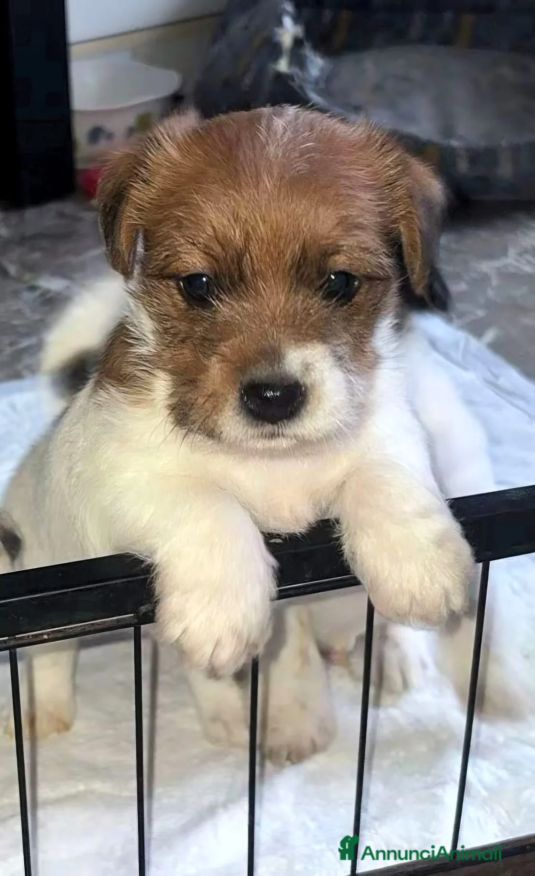 Jack Russell cani in vendita: Cuccioli Jack Russell broken e ruvidi con pedigree - Annuncio 2