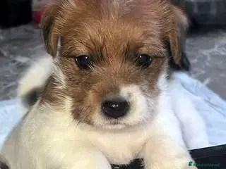 Jack Russell cani Cuccioli Jack Russell broken e ruvidi con pedigree - Annuncio 4