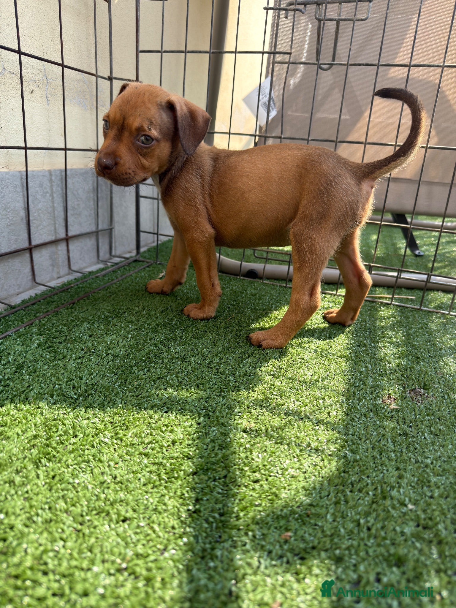 Pitbull cani Ultima Femmina pitbull Disponibile  - Annuncio 8