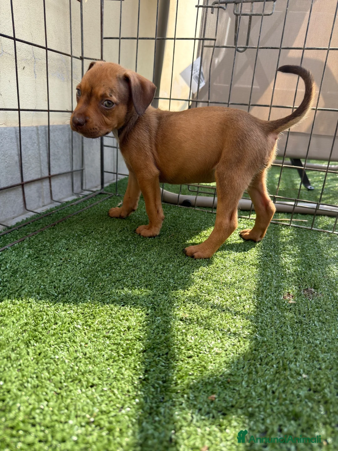 Pitbull cani in vendita: Ultima Femmina pitbull Disponibile  - Annuncio 1