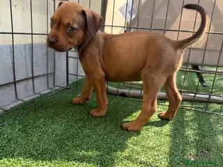 Pitbull cani Ultima Femmina pitbull Disponibile - Annuncio 8