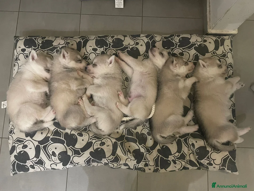 Husky cani in vendita: Siberian Husky, cuccioli alta genealogia - Annuncio 3