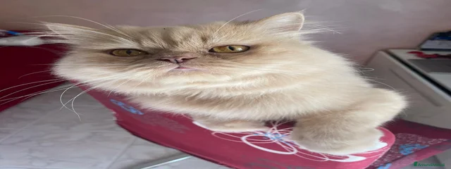 Prince