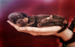 Bassotto cani in vendita: Cuccioli di bassotto kaninken e nano Enci  a Città metropolitana di Roma Capitale - Immagine 7