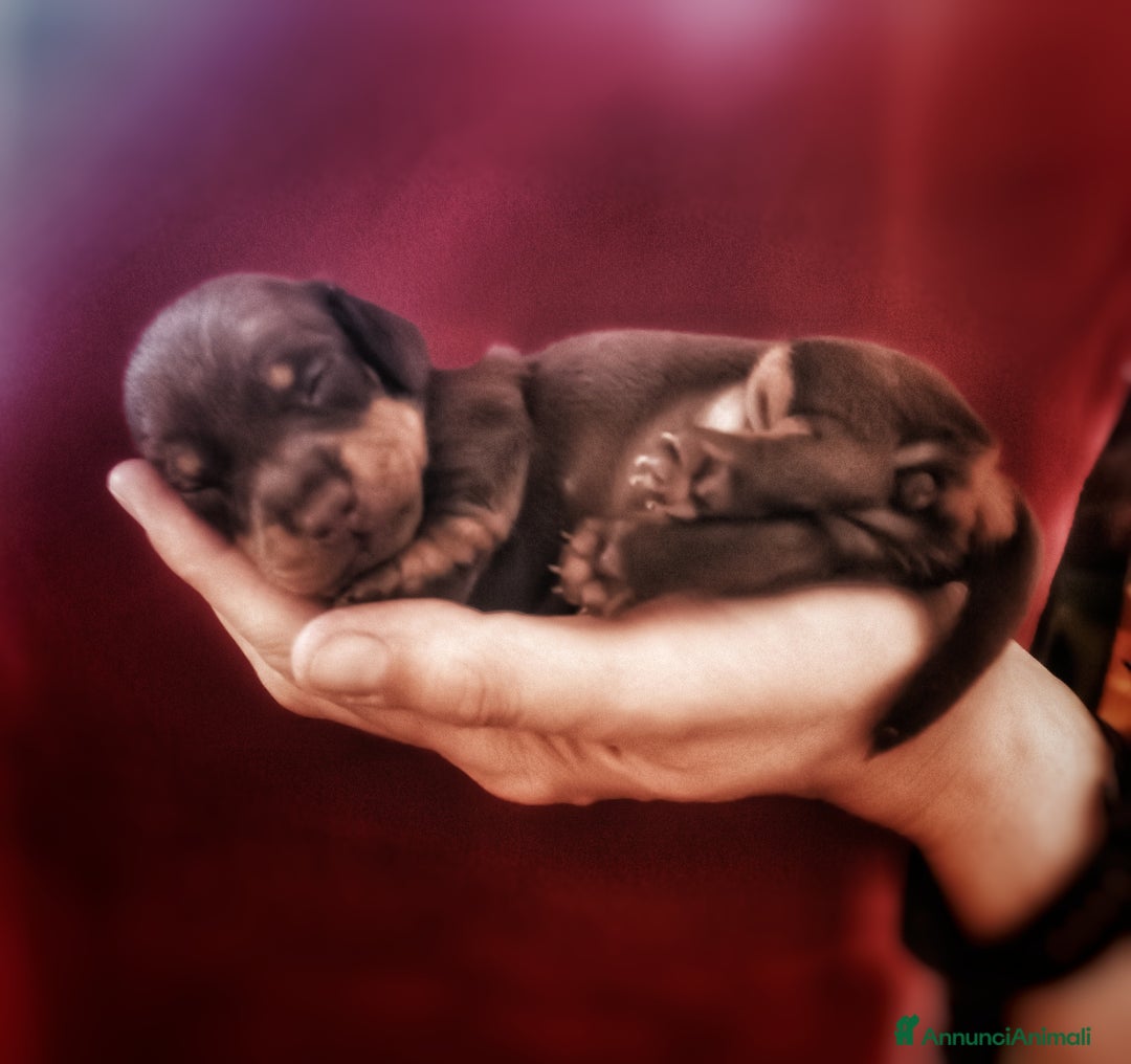 Bassotto cani in vendita: Cuccioli di bassotto kaninken e nano Enci  a Città metropolitana di Roma Capitale - Immagine 7