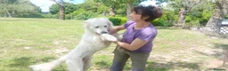 Meticcio cani in regalo: MIRTILLO E LA SUA GIOIA DI VIVERE...IN ADOZIONE - Annuncio 2