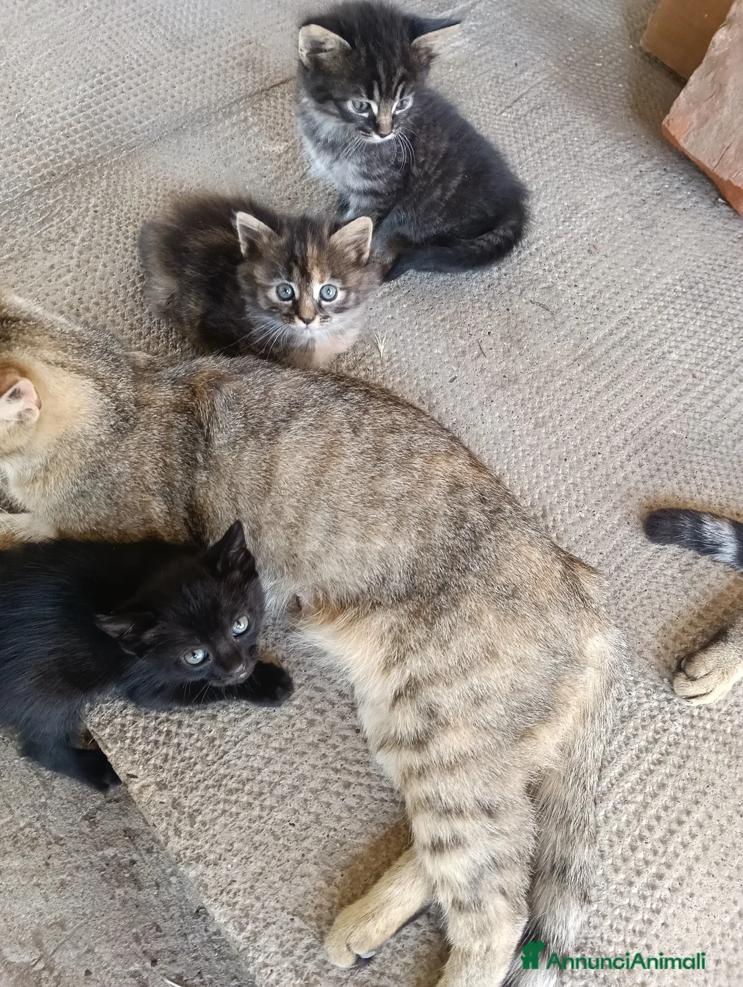 Meticcio gatti in regalo: Gattini meticci - Annuncio 2
