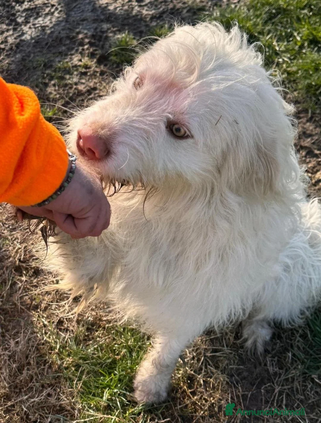 Meticcio cani in regalo: CAMILLO: TRADITO DA CHI AMAVA  a Provincia di Ferrara - Annuncio 8
