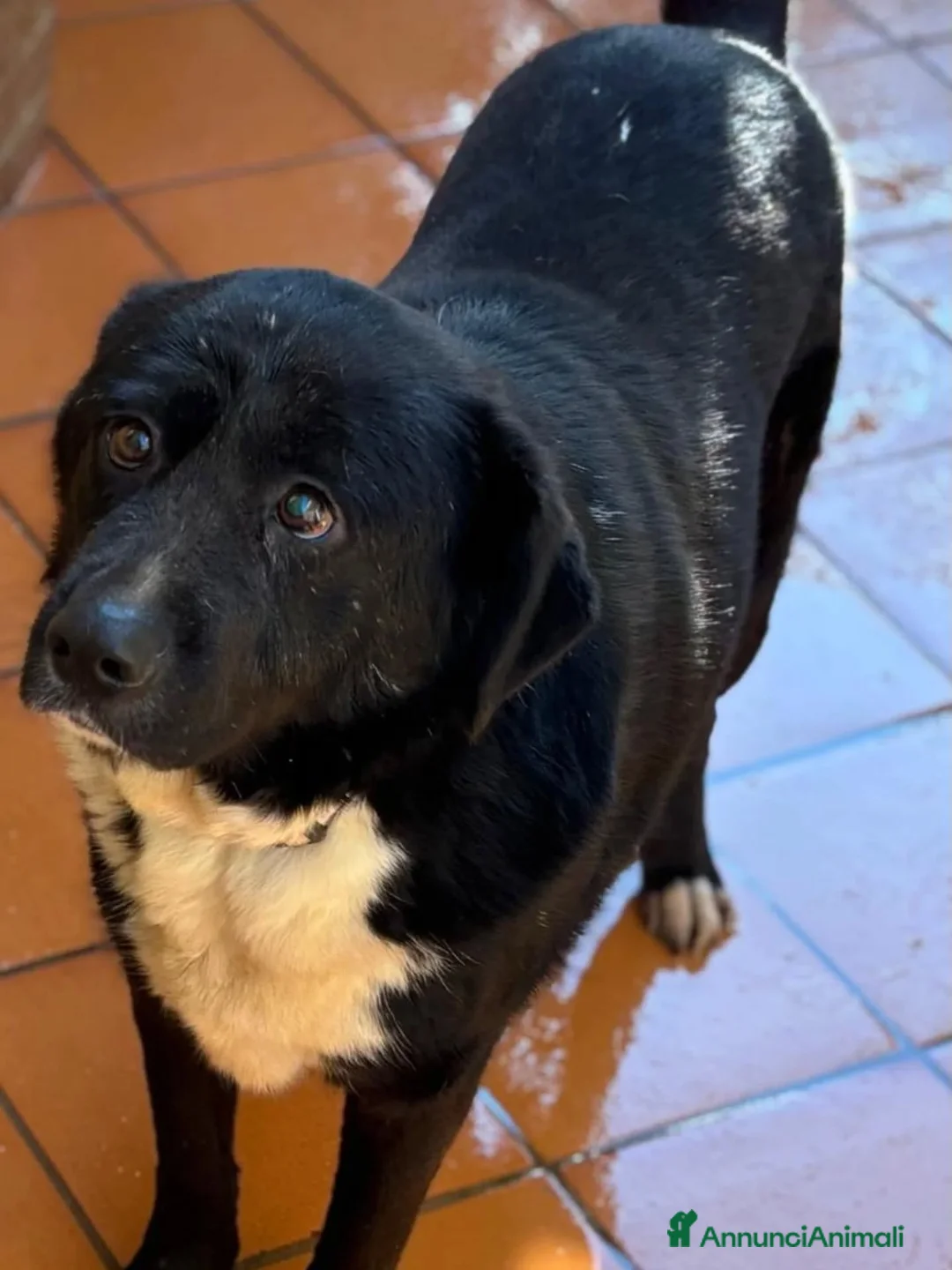 Meticcio cani in regalo: OCCHI BELLI 4 anni cerca casa - in adozione  - Annuncio 2