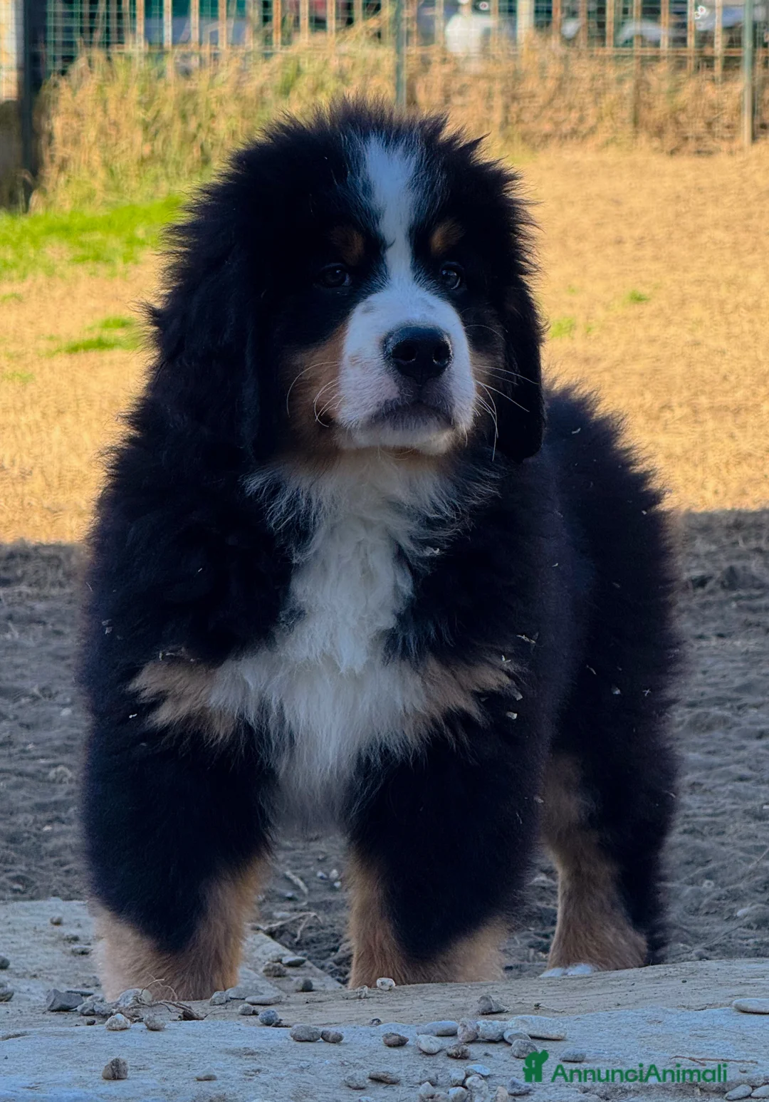 Bovaro del Bernese cani in vendita: Disponibili cuccioli con pedigree - Annuncio 2