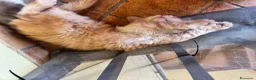 Maine Coon gatti in vendita: MAINE COON RED-WHITE PEDIGREE RIPRODUZIONE 3 rate  - Annuncio 11