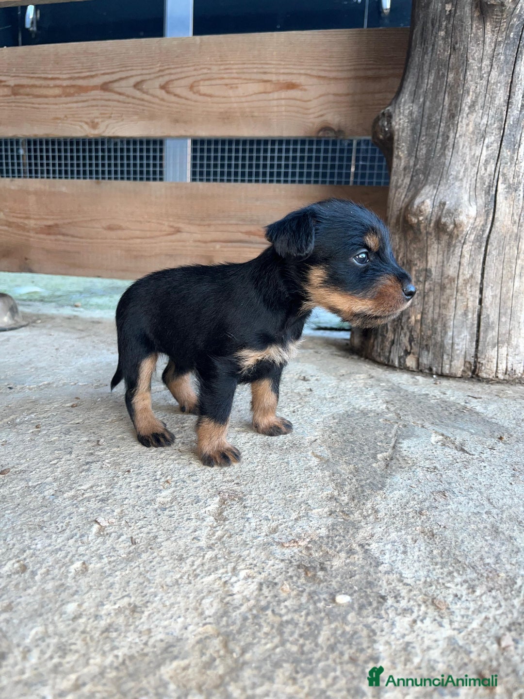Jagdterrier cani in vendita: Jadgterrier  a Provincia di Pavia - Immagine 3