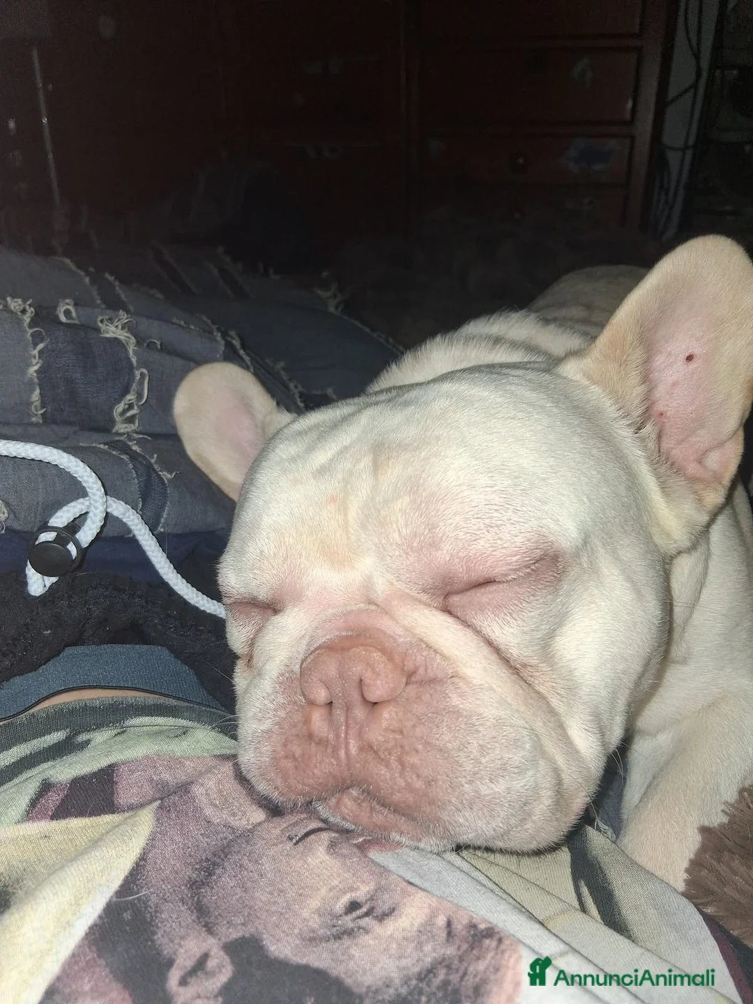 Bulldog Francese cani per accoppiamento: Bulldog Francese Isabella New Shade L4 per monte - Annuncio 2