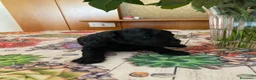 Barboncino Toy cani in vendita: Disponibile splendido cucciolo di barboncino  - Annuncio 6