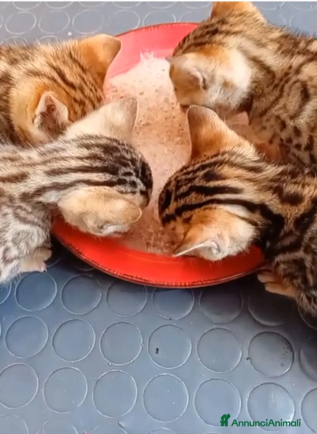 Bengala gatti in vendita: Bengala cuccioli con pedegree - Annuncio 9