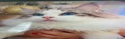 Ragdoll gatti in vendita: Gatto ragdoll - Annuncio 3