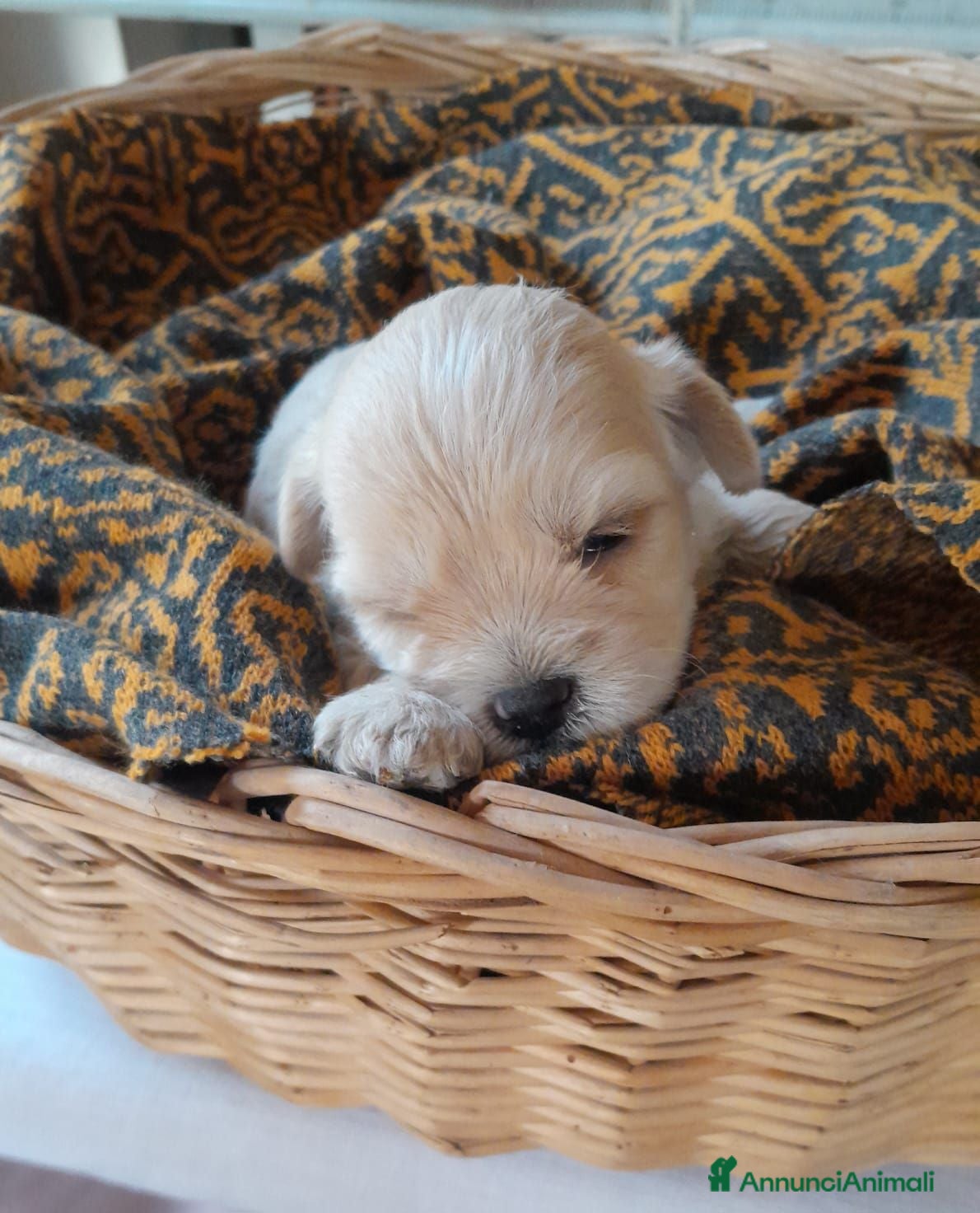 Maltipoo cani Maltipo  - Annuncio 2