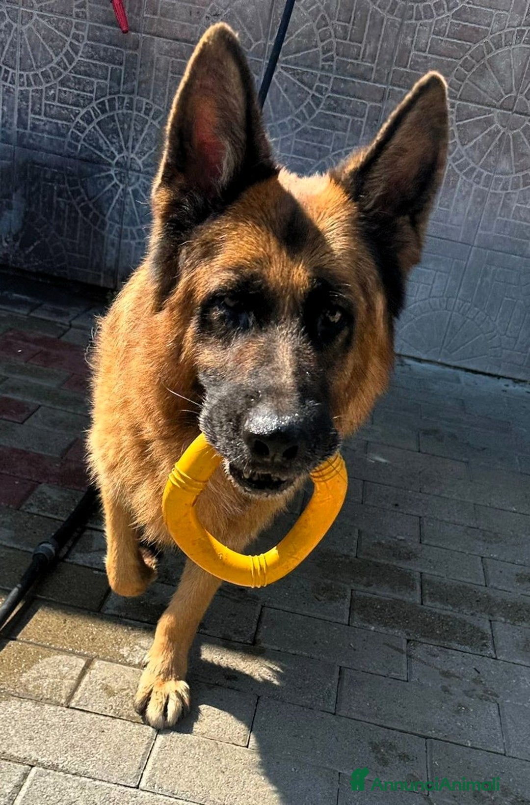 Pastore Tedesco cani in regalo: IBRA PASTORE TEDESCO - Annuncio 4