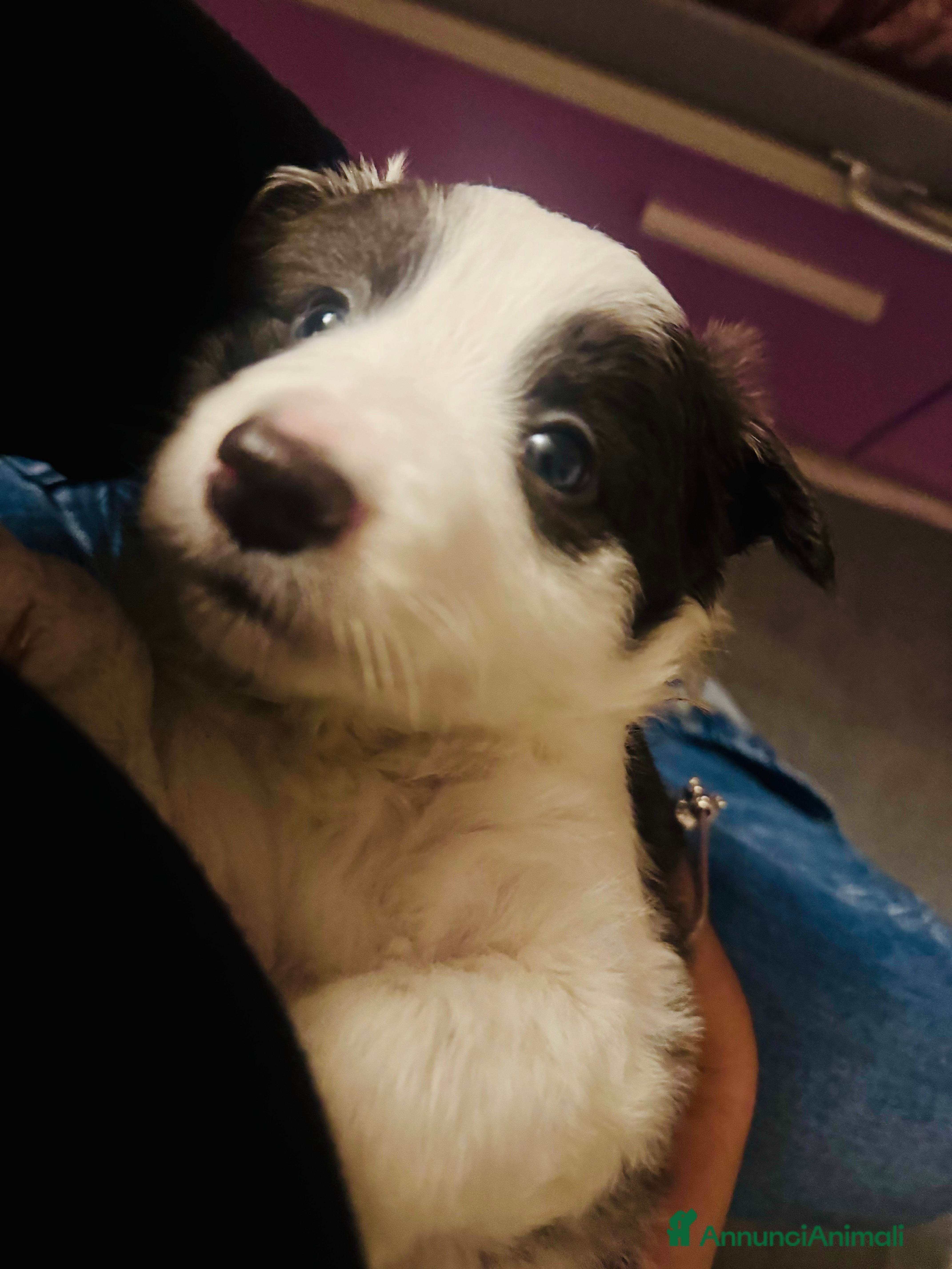 Border Collie cani Cucciola Border collie  - Annuncio 2