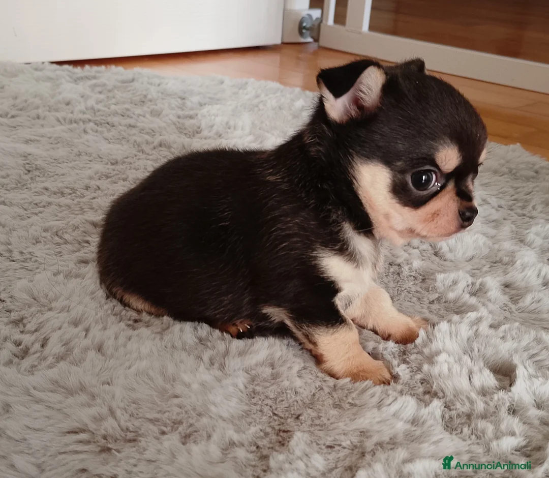 Chihuahua cani in vendita: Chihuahua pedigree ENCI  - Annuncio 9