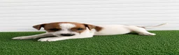 Jack Russell cani in vendita: Jack Russell Cuccioli  - Annuncio 7