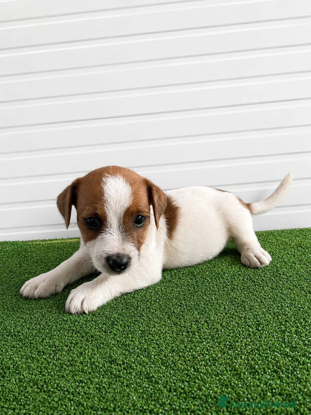 Jack Russell cani in vendita: Jack Russell Cuccioli  - Annuncio 7