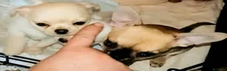 Chihuahua cani in vendita: Chihuahua pedigree ENCI eccellente  - Annuncio 27