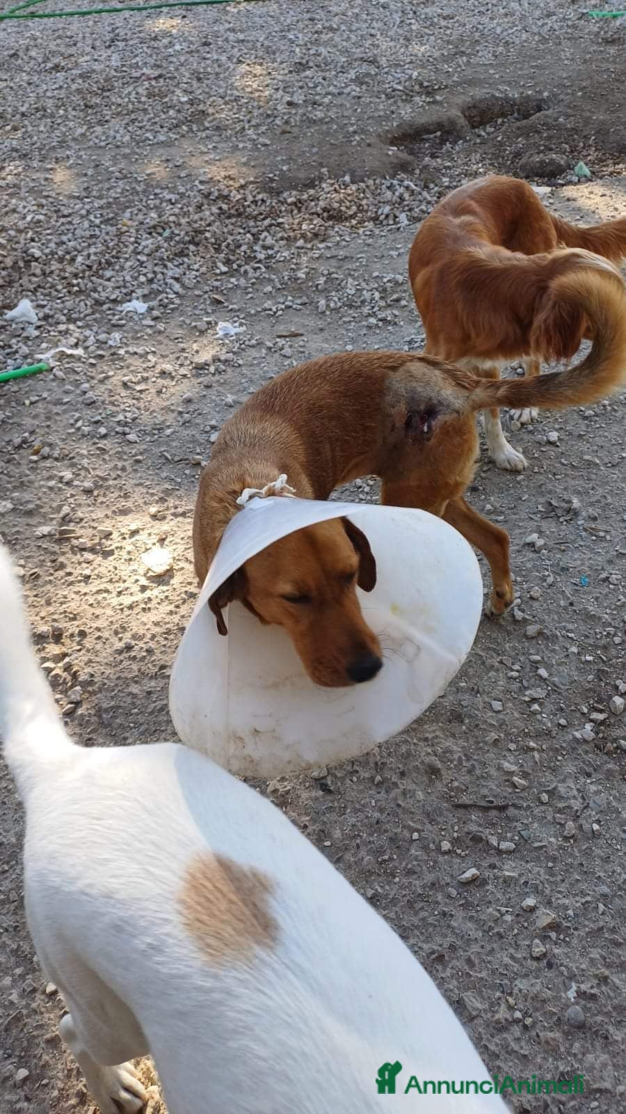 Segugio cani BERTA  a Provincia di Avellino - Annuncio 2