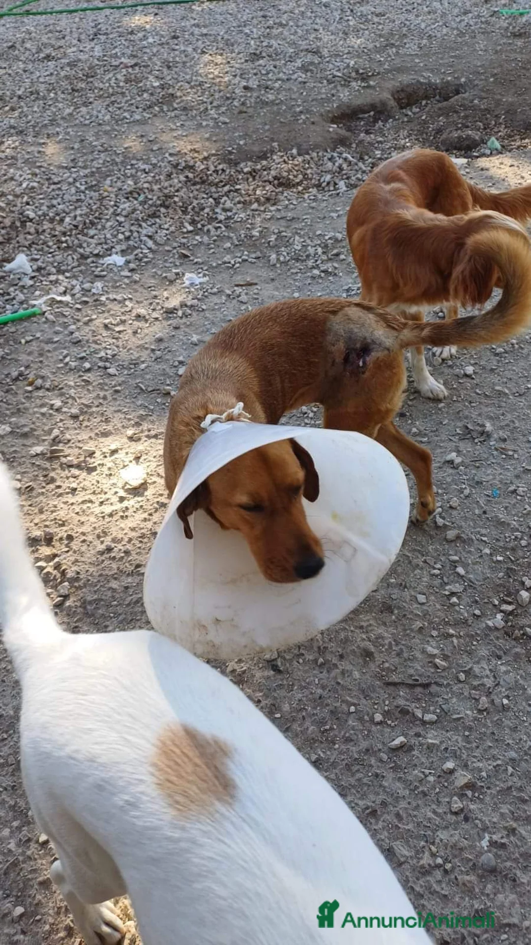 Segugio cani in regalo: BERTA  a Provincia di Avellino - Annuncio 2