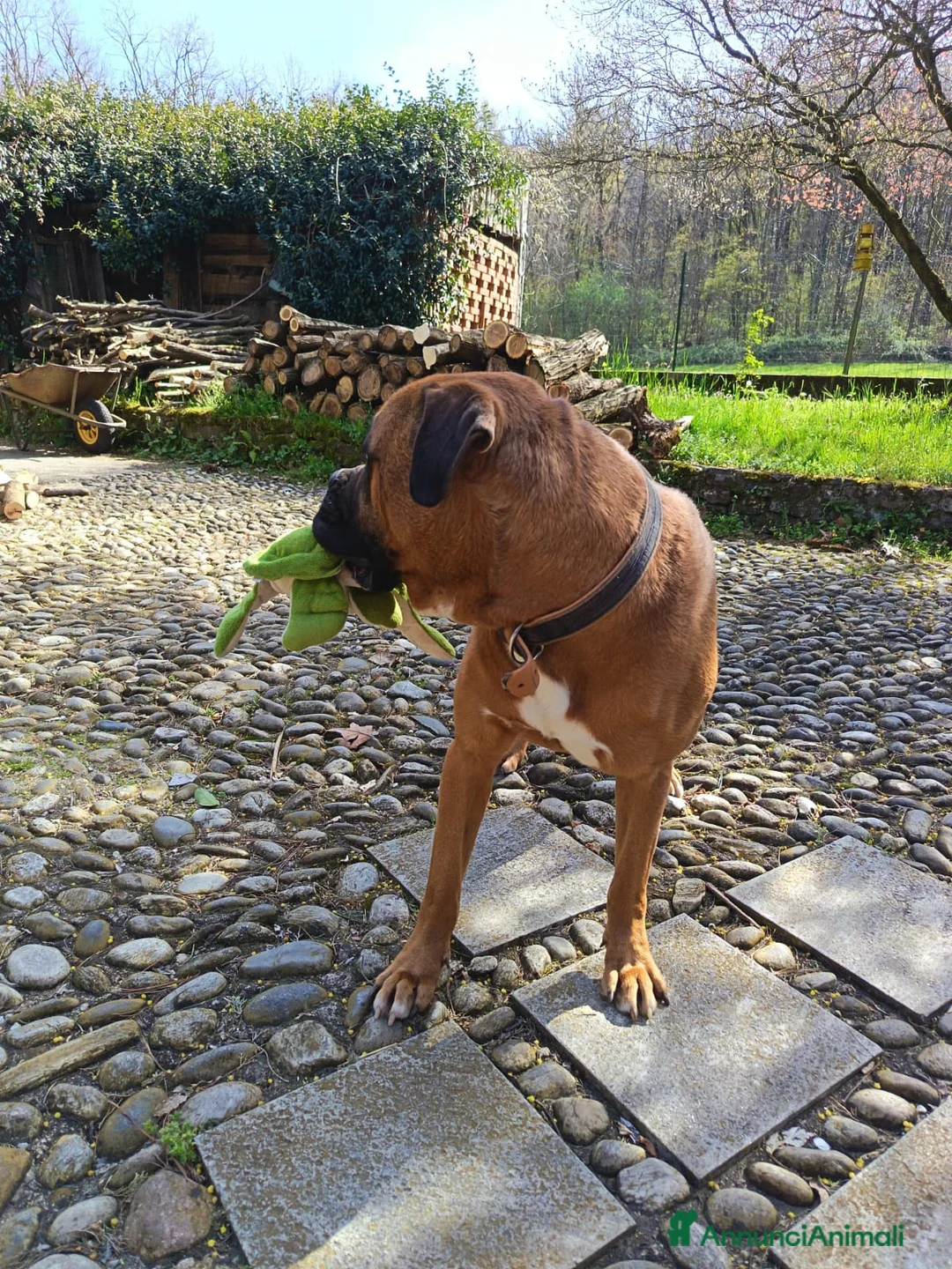 Boxer cani in regalo: Tenero Boxer - Annuncio 2
