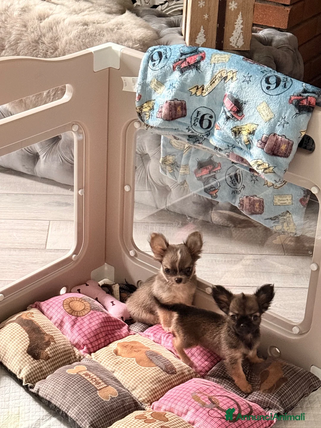 Chihuahua cani in vendita: Cuccioli di chihuahua  - Annuncio 2