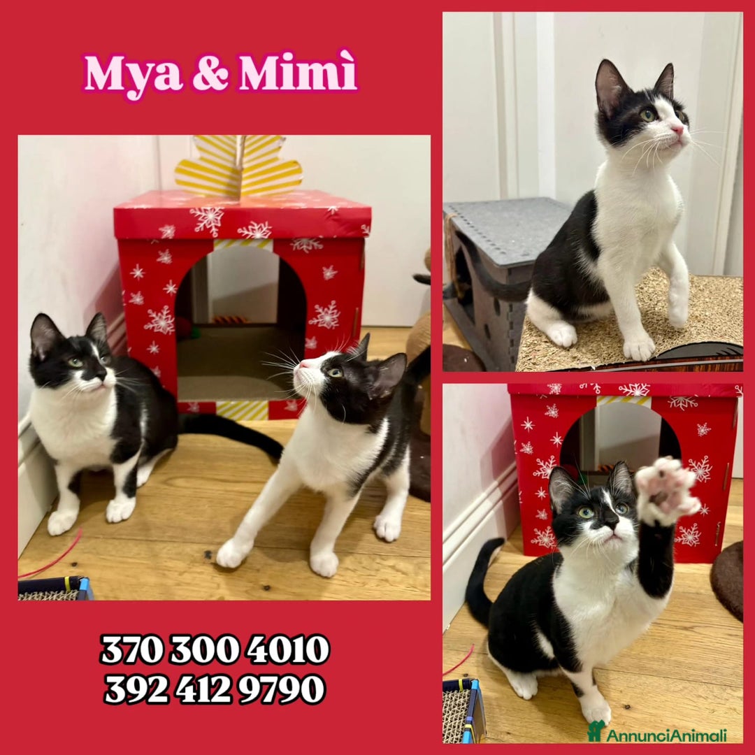 Europeo gatti in regalo: Mya e Mimì, nessuno le vuole - Annuncio 1