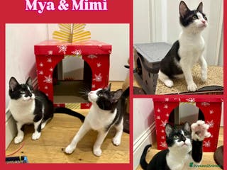 Europeo gatti Mya e Mimì, nessuno le vuole - Annuncio 32