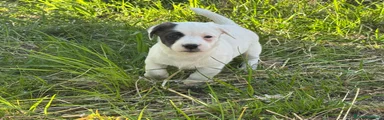 Jack Russell Cucciolo 1