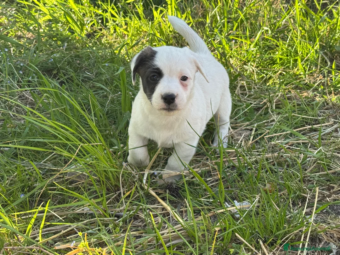 Jack Russell cani in vendita: Vendo quattro cuccioli di Jack Russell - Annuncio 2
