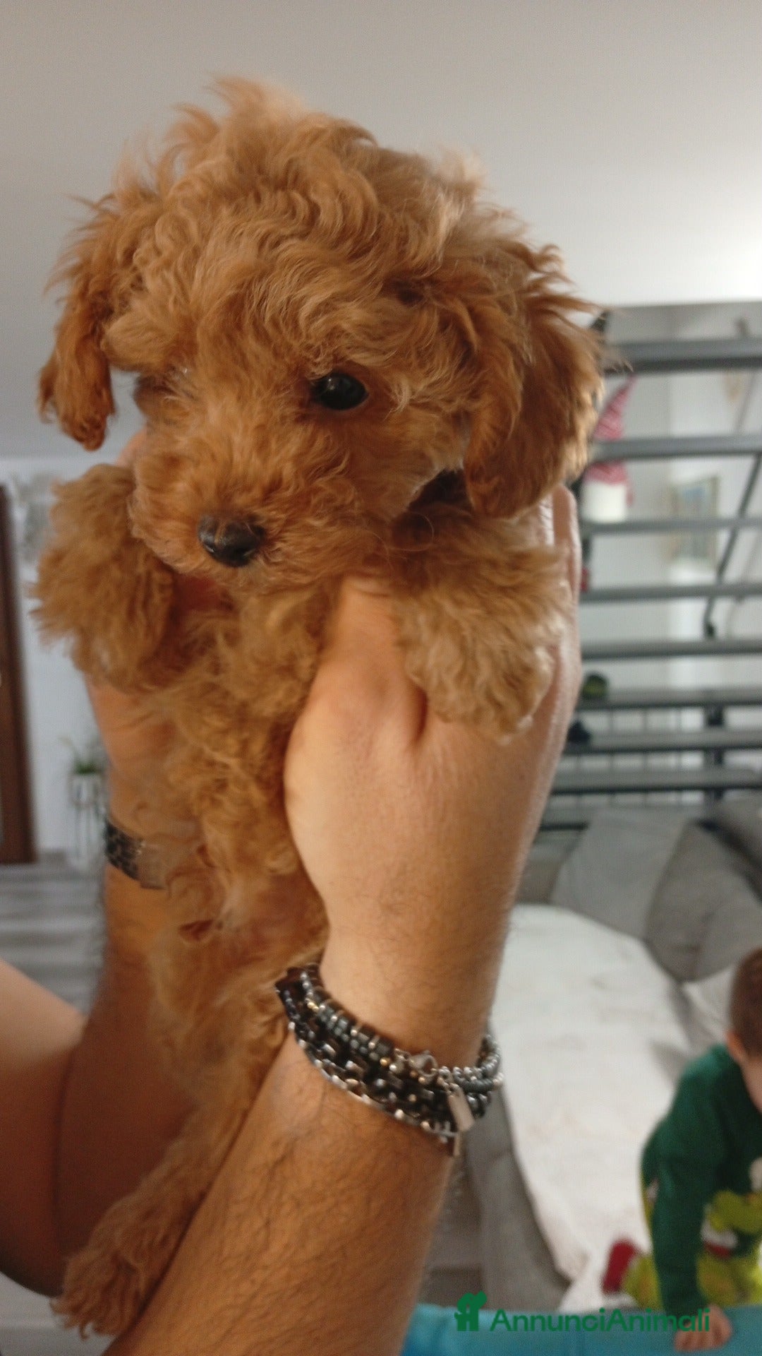 Barboncino Toy cani in vendita: Ultimo barboncino Toy maschio  - Annuncio 1