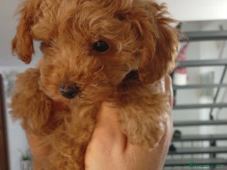 Barboncino Toy cani Ultimo barboncino Toy maschio - Annuncio 1