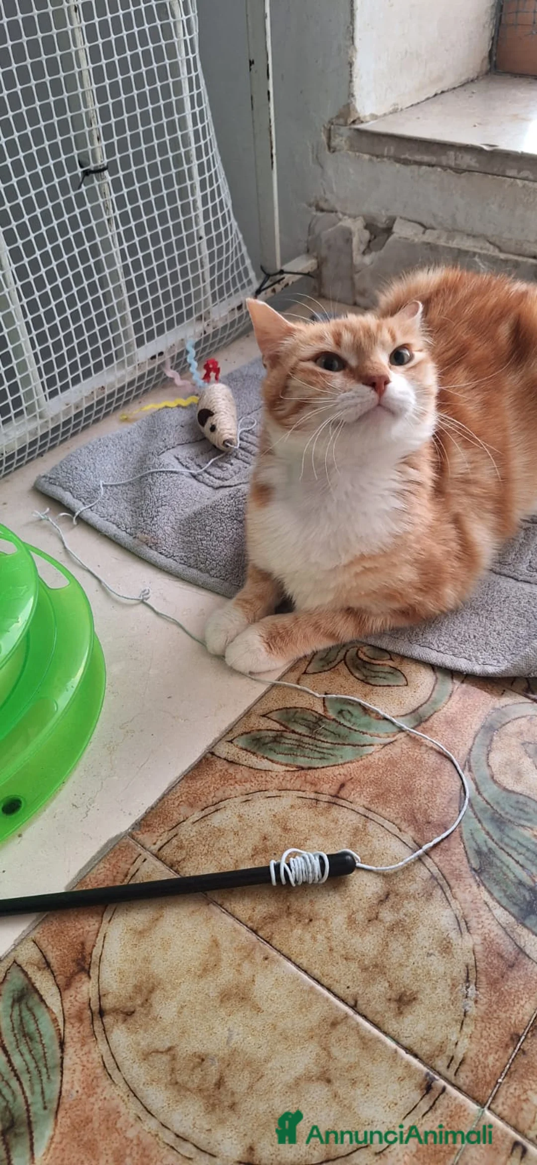 Europeo gatti in regalo: WENDI 8 mesi di tenerezza  a Città Metropolitana di Bologna - Annuncio 8