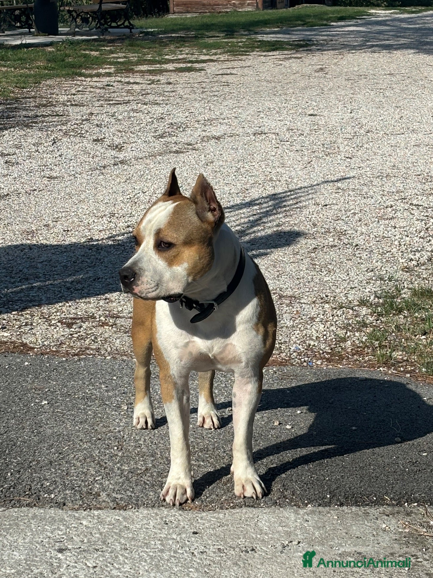 American Staffordshire cani Puro Amstaff 10 mesi - Annuncio 1