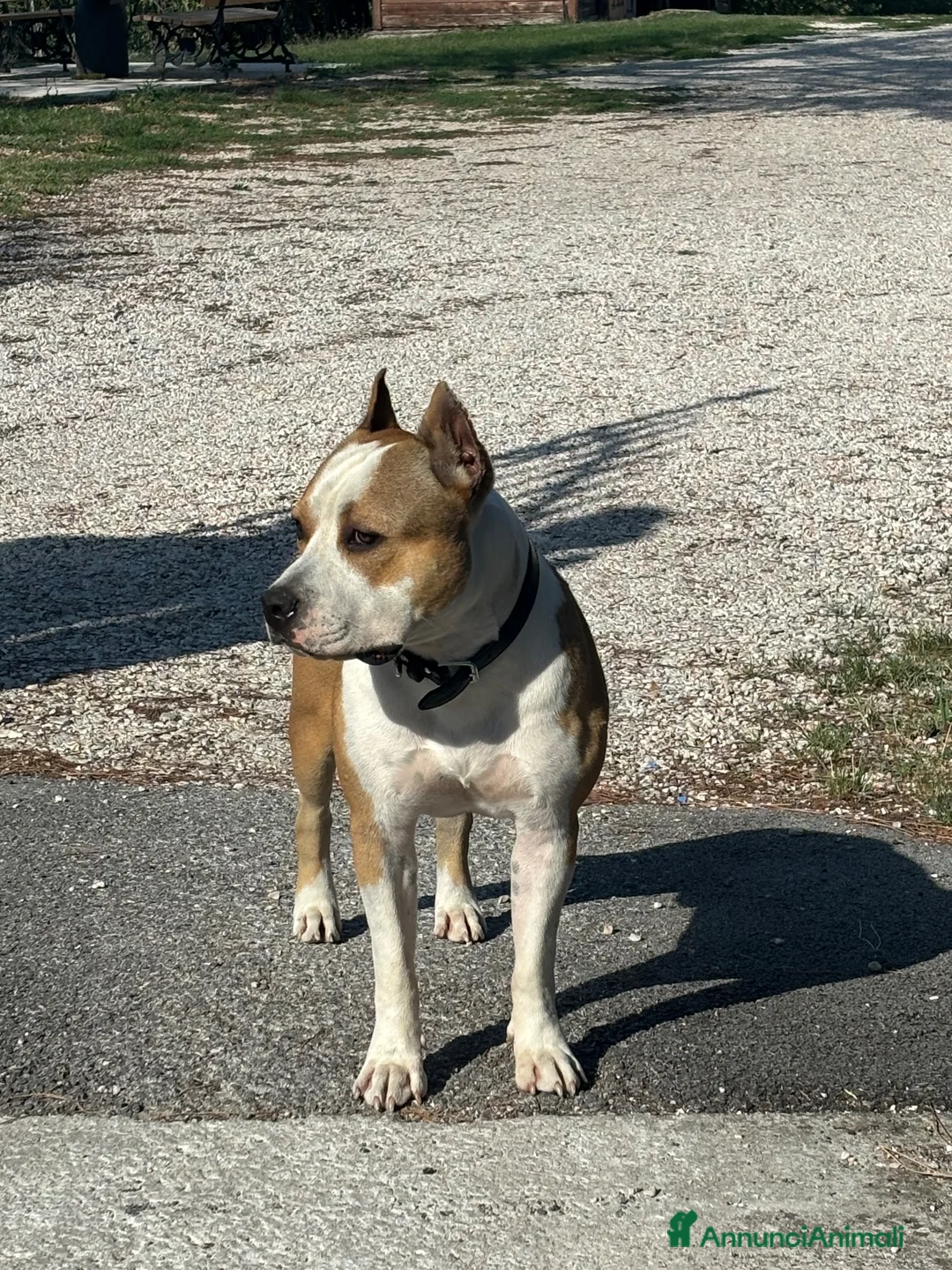 American Staffordshire cani in vendita: Puro Amstaff 10 mesi - Annuncio 1