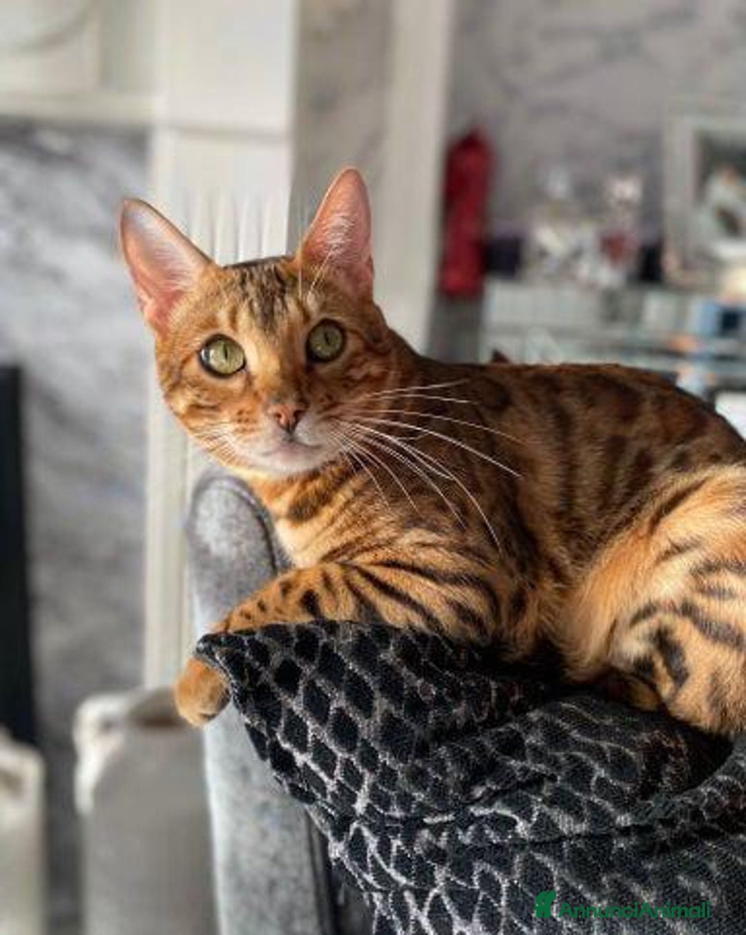 Bengala gatti in vendita: Gattina Bengala - Annuncio 4