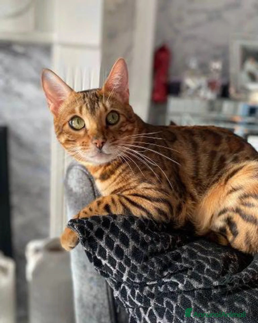 Bengala gatti in vendita: Gattina Bengala - Annuncio 4